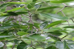 Syzygium cumini